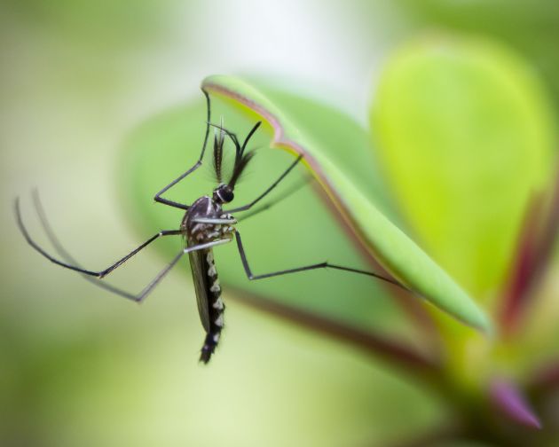 恼人的蚊子为什么能准确找到你？扫描电镜下解析蚊子精密的吸血“武器”