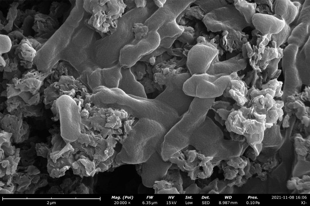 Bacteria