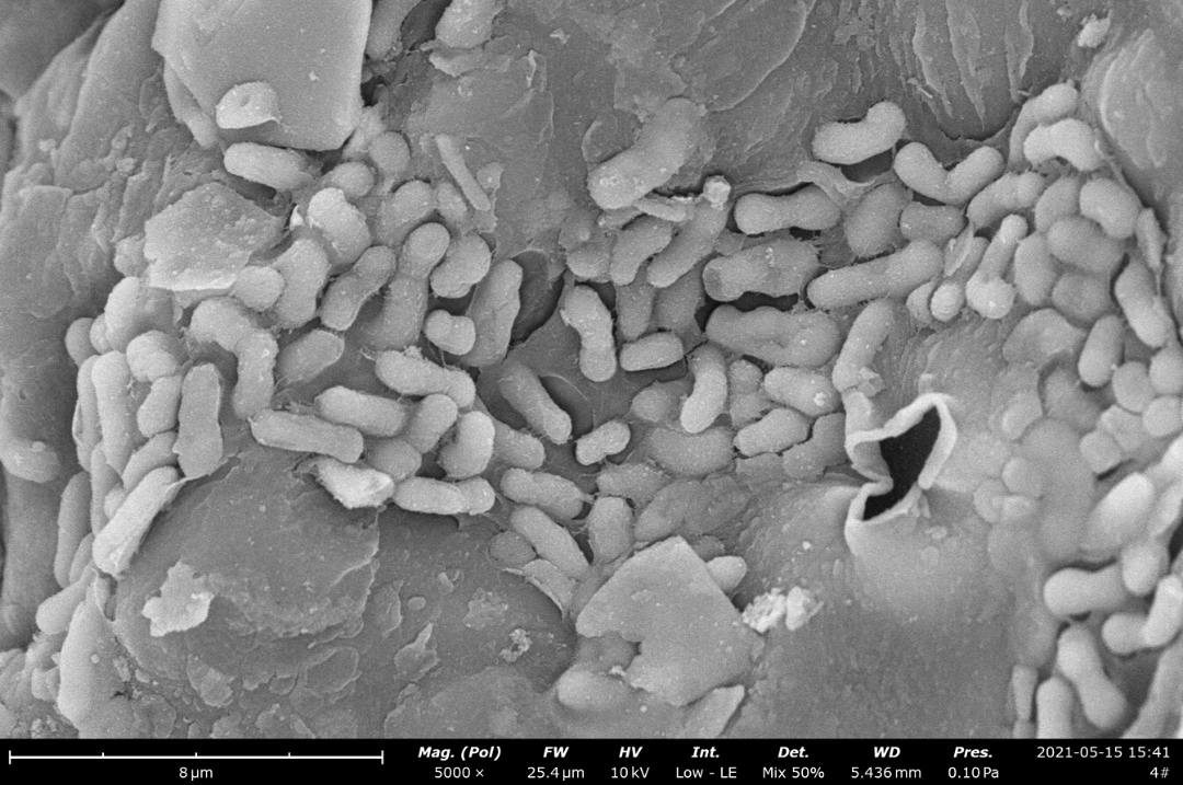Bacillus