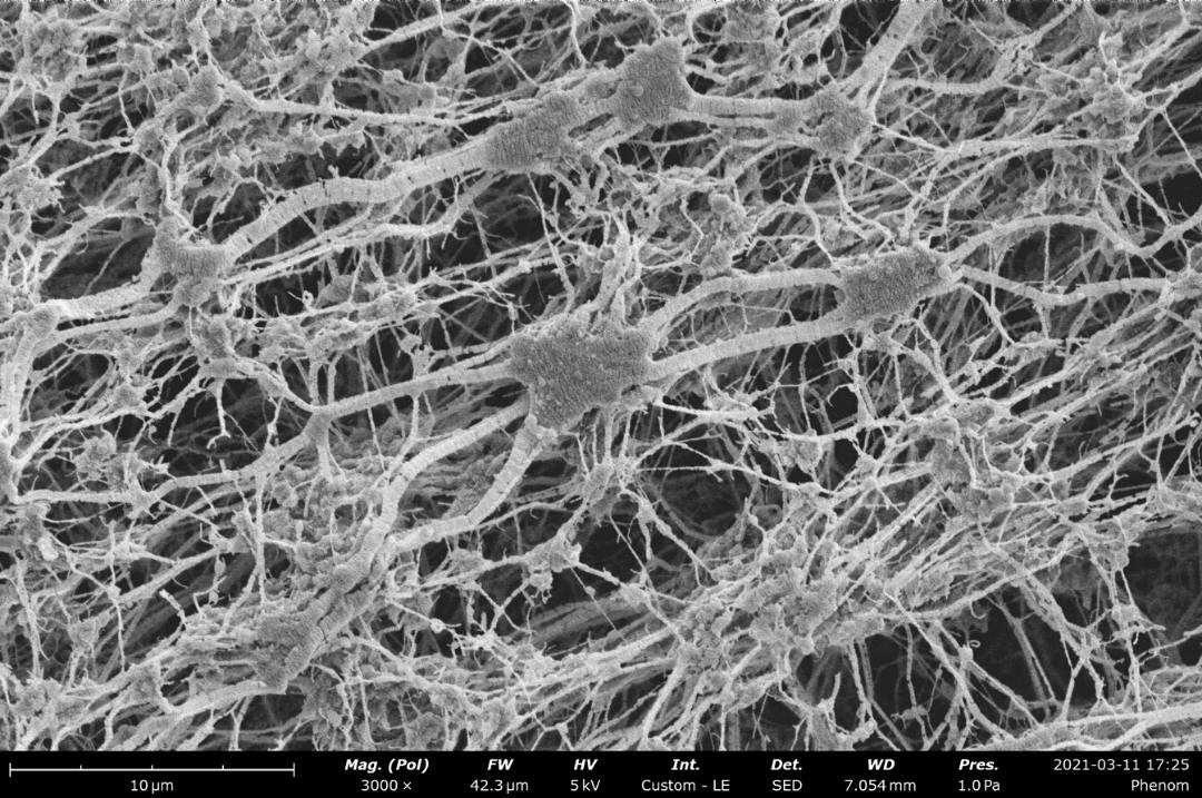 PTFE Membrane