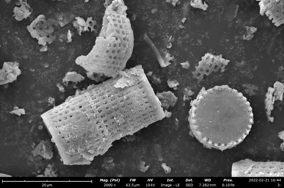 Diatomaceous Earth