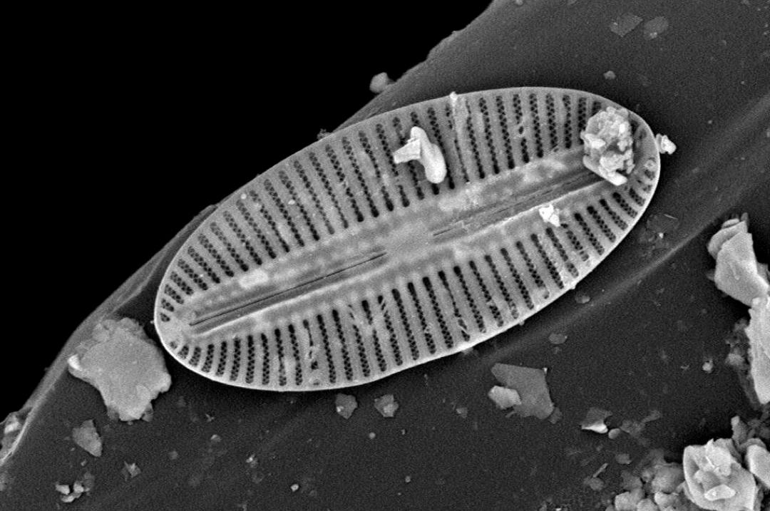 Diatoms
