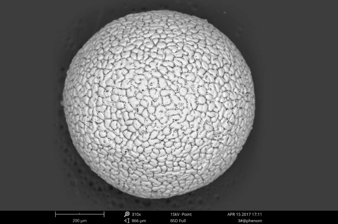 Multicellular Fossils