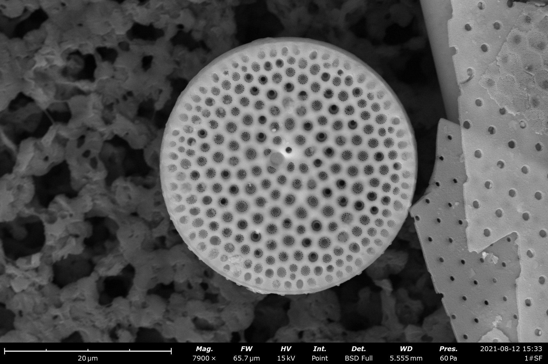 Diatoms