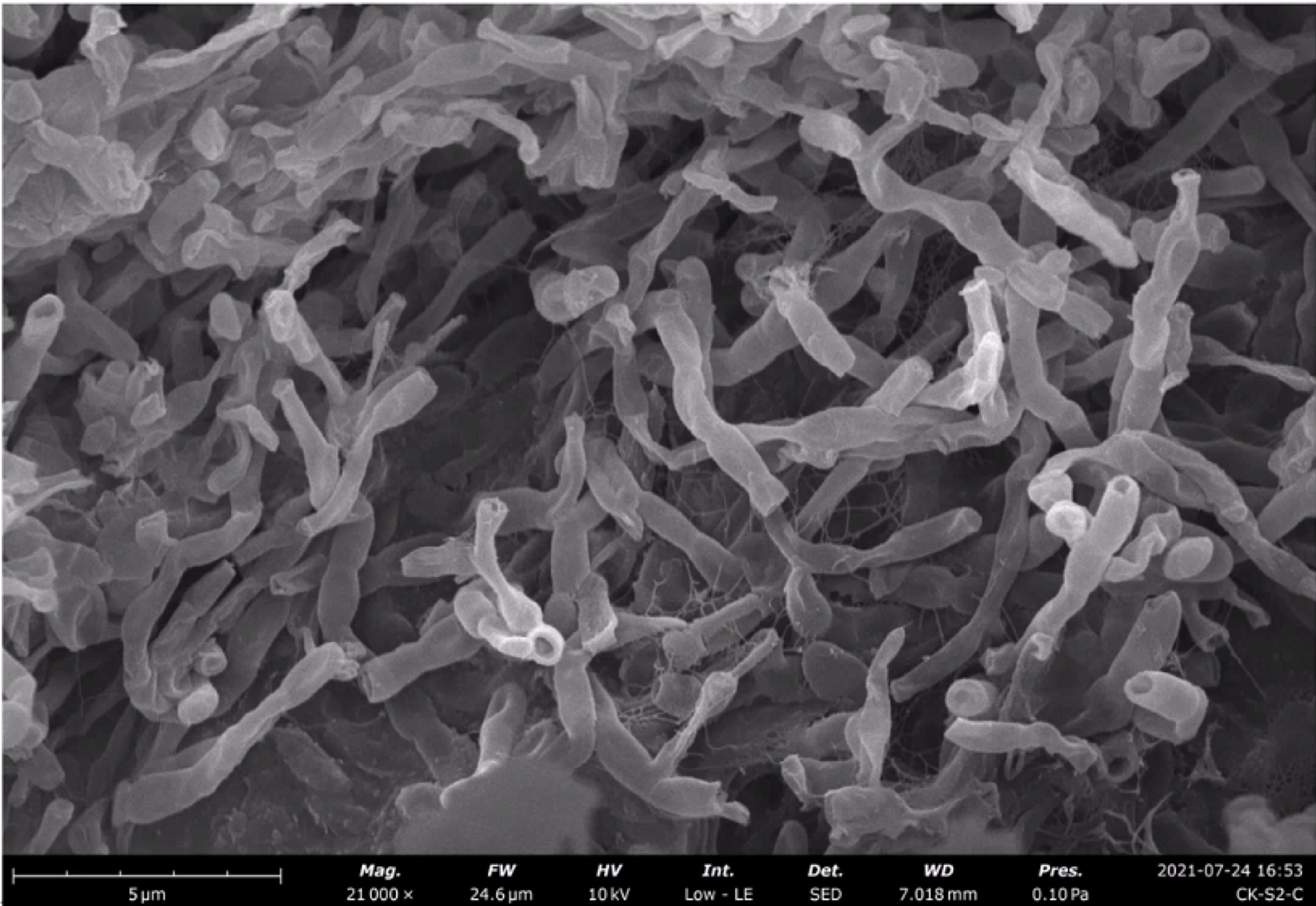 Microorganisms