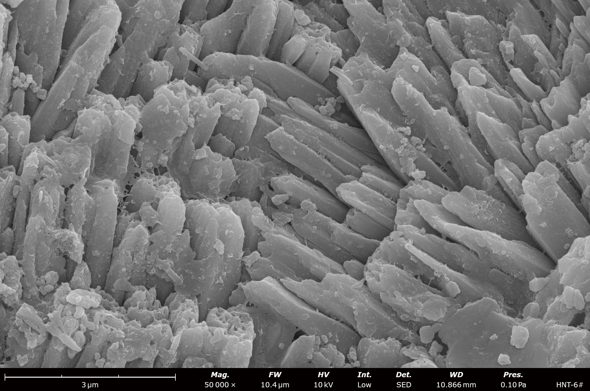 Coral Pore Surfaces