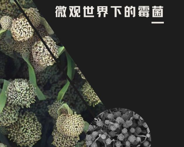 【飞纳三点半】第 47 期直播通知：微观世界下的霉菌