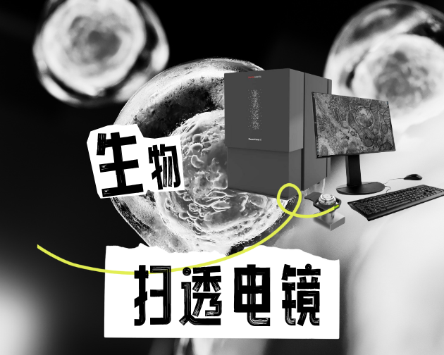 生物样本转瞬即逝？台式扫透电镜告别档期焦虑！
