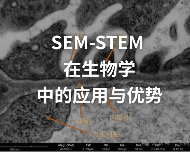 扫描透射电子显微镜详解|Phenom Pharos STEM 助力生命科学精准成像