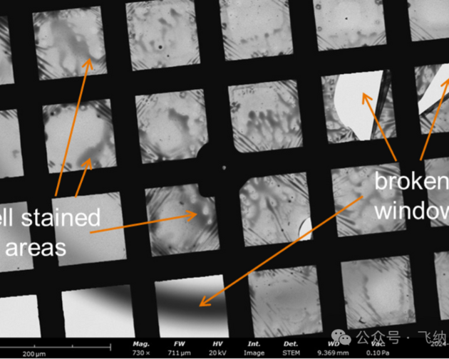 冷冻电镜“翻车”太心疼？一招搞定负染色筛选，为您的样品精准“排雷”