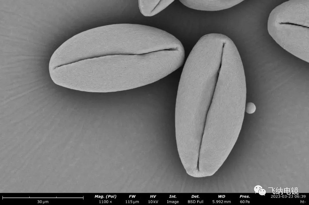 垂丝海棠花粉扫描电镜（ SEM）图 