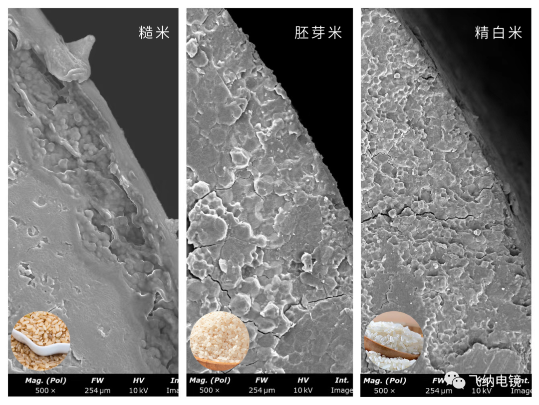 扫描电镜下糙米、胚芽米、精白米截面