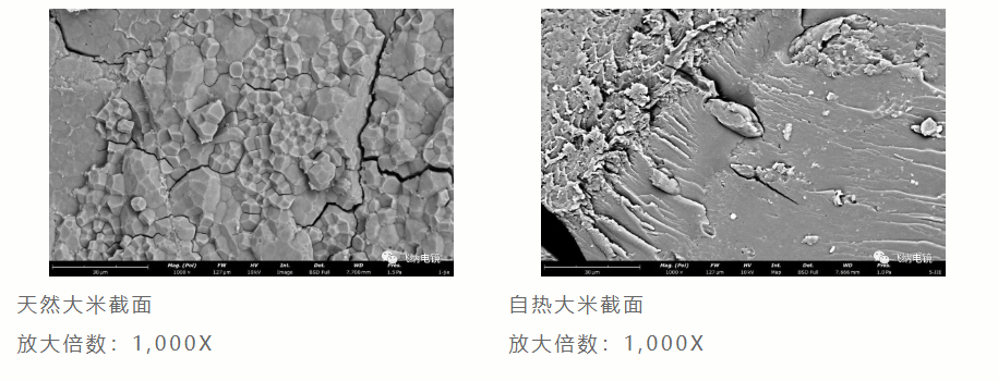 大米截面扫描电镜图