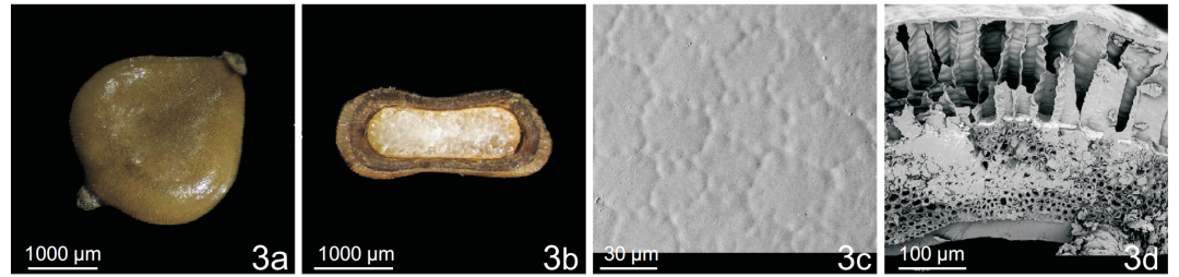 扁秆荆三棱果实扫描电镜图