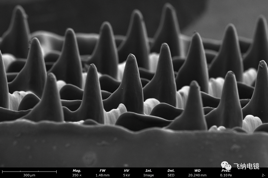 飞纳台式扫描电镜下的聚合物微针（3D 打印结构）