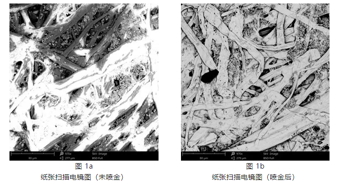 扫描电镜下纸张喷金前后成像效果对比图