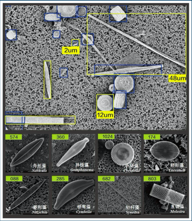 扫描电镜（SEM）下放大 8,000-10,000 倍的硅藻，形态和细节清晰可见