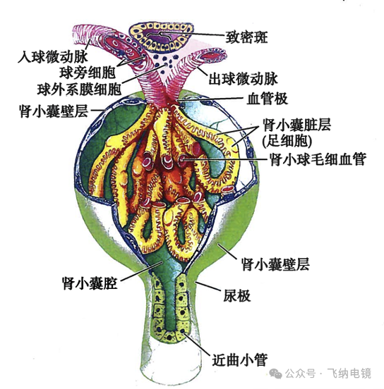 内皮细胞超微结构