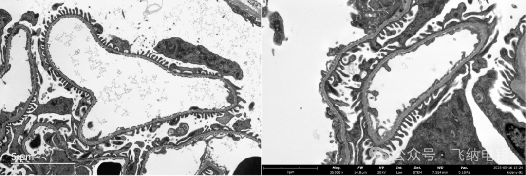 Pharos STEM扫描透射电镜