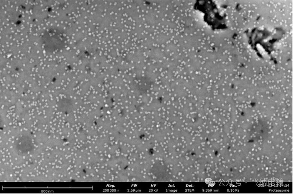 飞纳电镜 STEM模式下单蛋白颗粒